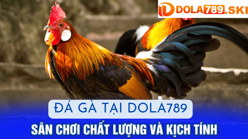 Những Kinh Nghiệm Khi Đá Gà Tại DOLA789