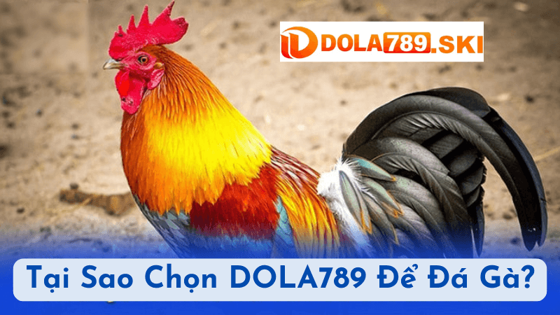 Tại Sao Chọn DOLA789 Để Đá Gà?