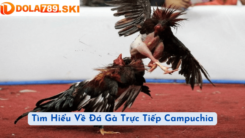 Tìm Hiểu Về Đá Gà Trực Tiếp Campuchia