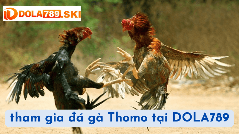 Tham Gia Đá Gà Thomo tại DOLA789