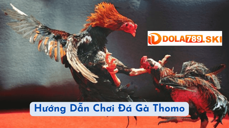 Giới thiệu về đá gà Thomo